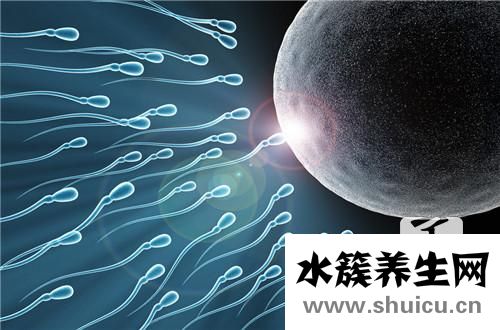 卵细胞的形成过程