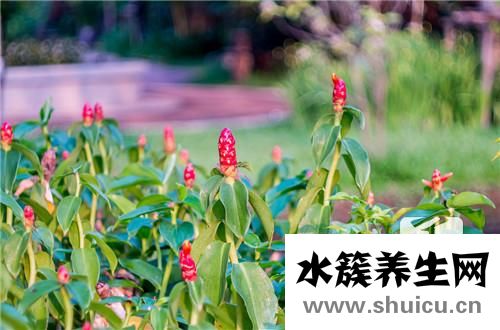 草红花的功效与作用