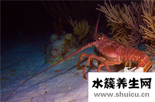 龙虾调料