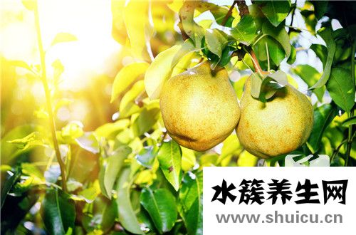 川贝炖梨