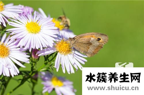 洋甘菊精油