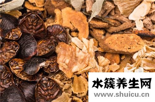 潞党参