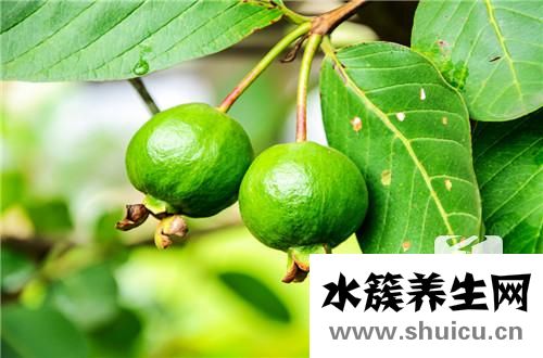 芭乐是什么