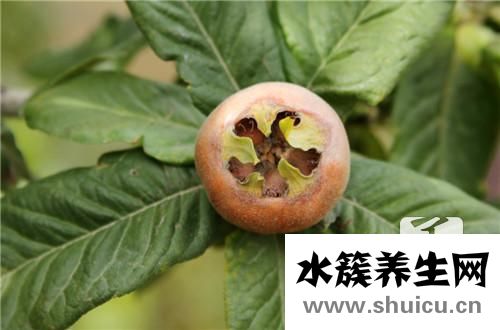 枇杷膏的做法