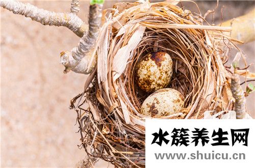 鹌鹑蛋的营养价值