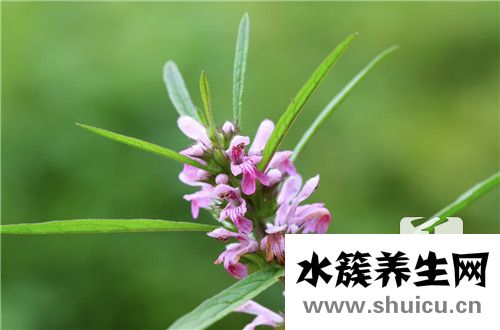 三叶鬼针草