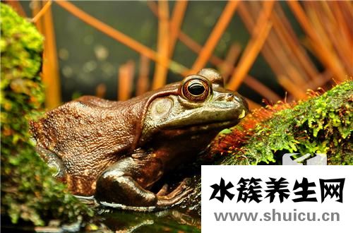牛蛙的营养价值