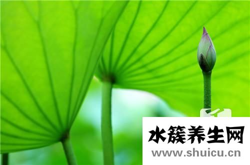 山楂决明子茶