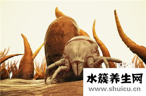 家里有蟑螂怎么办