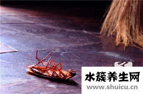 家里有蟑螂怎么办