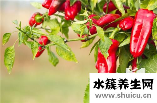 糍粑辣椒