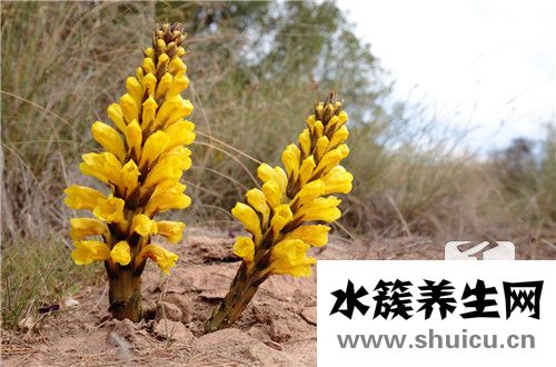 肉苁蓉怎么吃
