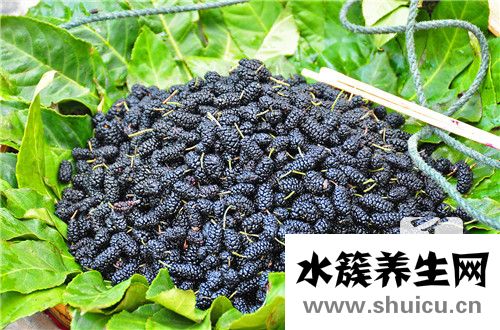 霜桑叶