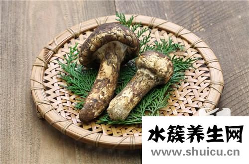松茸菌