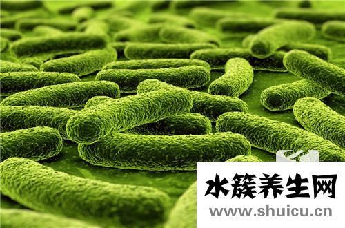 黄曲霉毒素