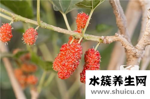 桑葚泡酒