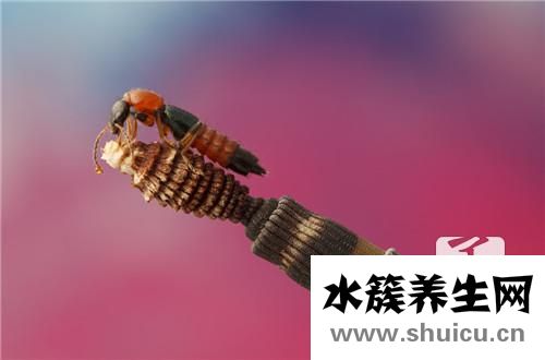 蚊虫叮咬红肿用什么药