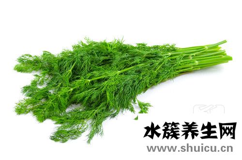 茴香菜
