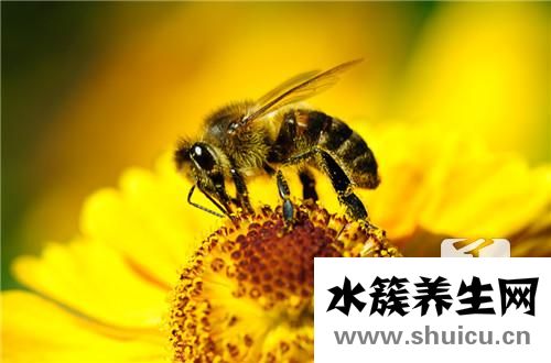 蜂房的功效与作用