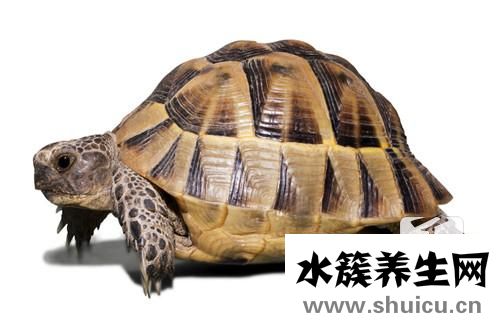 阴虚火旺吃什么药