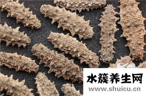 清炒海参怎么做？这样操作就对了！