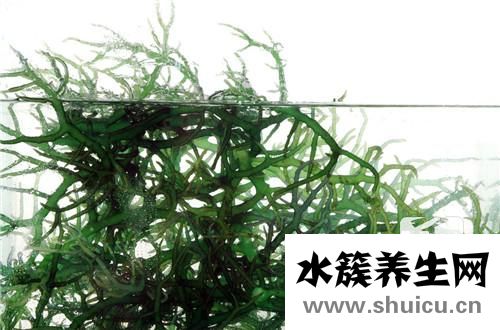 小球藻