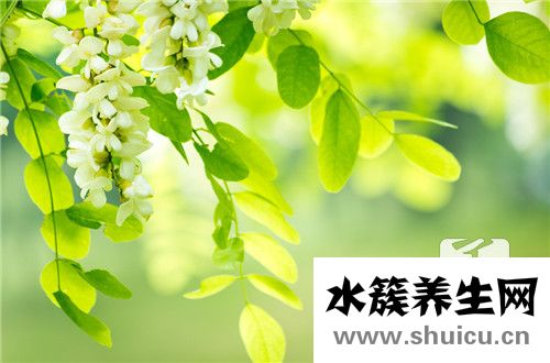 槐米的功效与作用