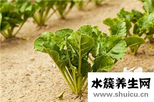 爆炒大头菜