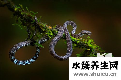 裂头蚴