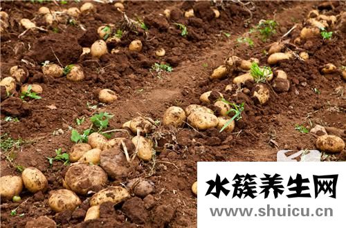 自制薯片