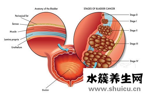 括约肌