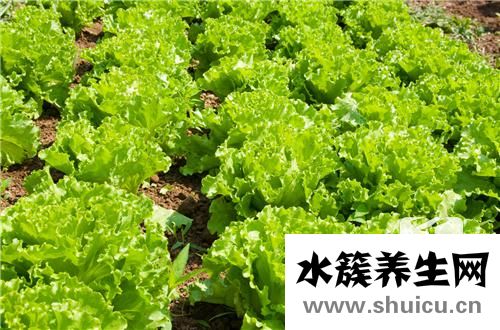 粉条的做法大全