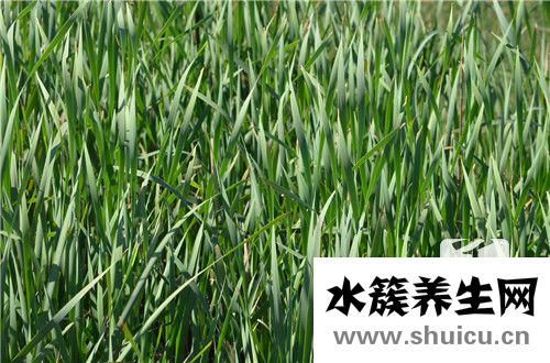 蒲公英根的功效与作用