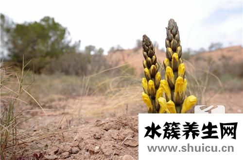 肉苁蓉的功效与作用