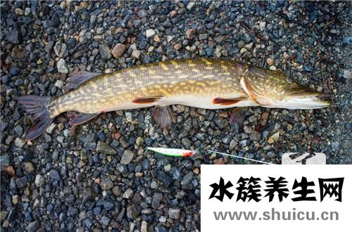 泥鳅需要去内脏吗