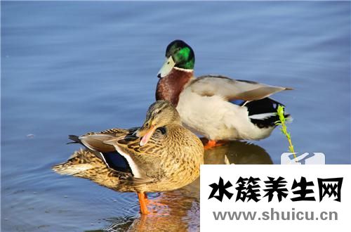 鹅和鸭的区别