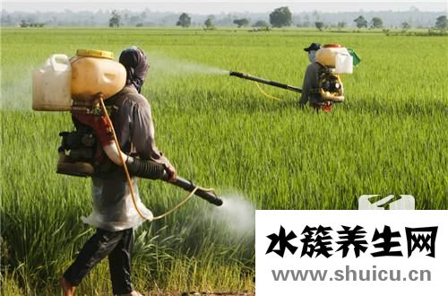 家里有白蚁的迹象图片