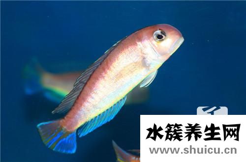 河豚一辈子只能鼓三回