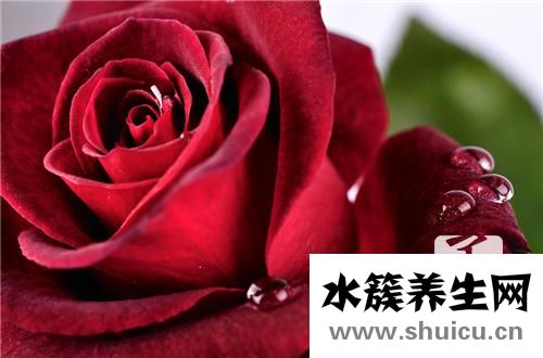 风干的玫瑰