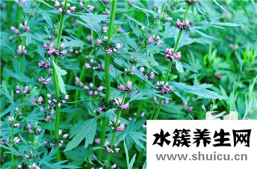 桃金娘油