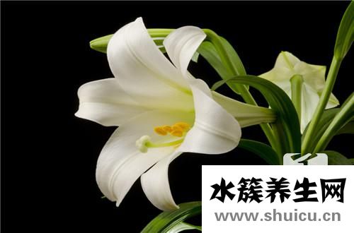 银耳百合汤