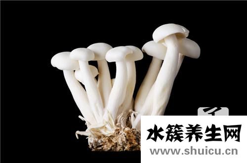 白蘑菇的法