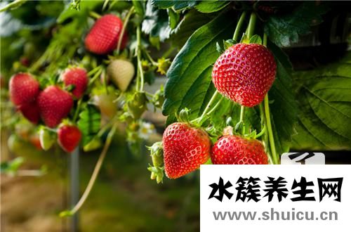 水果汤