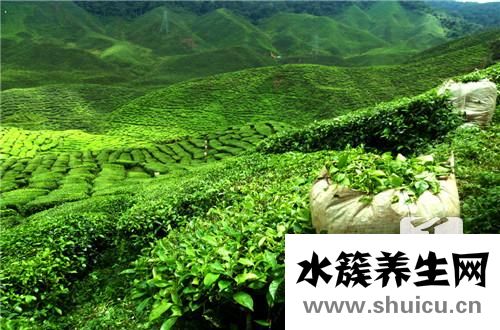 普洱茶什么时候喝最好