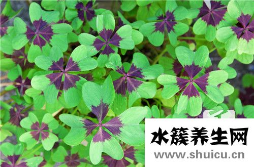 干鱼腥草的功效与作用