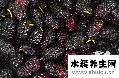 白桑葚
