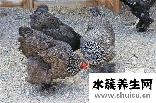 冬瓜炖鸡