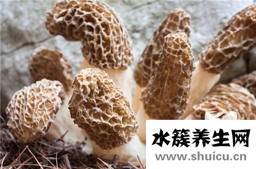 羊菌菇