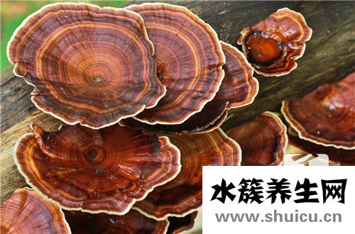 破壁灵芝孢子粉的功效与作用吃法