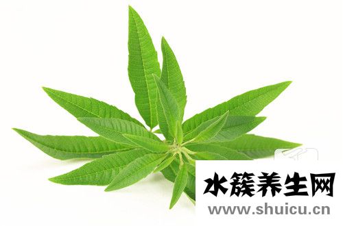 绞股蓝功效